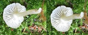 Gestreifter Nabeling, Foto 30