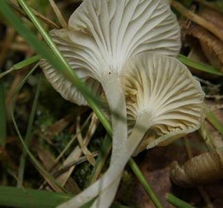 Gestreifter Nabeling, Foto 6
