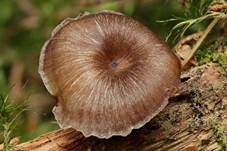 Gestreifter Nabeling, Foto 8