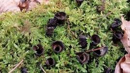 Gestreifter Teuerling, Foto 17