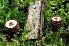 Gestreifter Teuerling, Foto 18