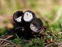 Gestreifter Teuerling, Foto 26