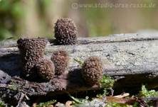 Gestreifter Teuerling, Foto 27