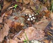 Gestreifter Teuerling, Foto 29