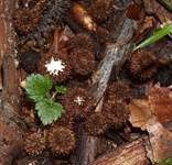 Gestreifter Teuerling, Foto 30