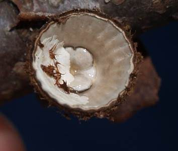 Gestreifter Teuerling, Foto 5