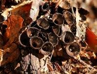 Gestreifter Teuerling, Foto 36