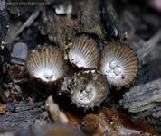 Gestreifter Teuerling, Foto 6