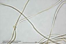 Gestreifter Teuerling, Foto 52