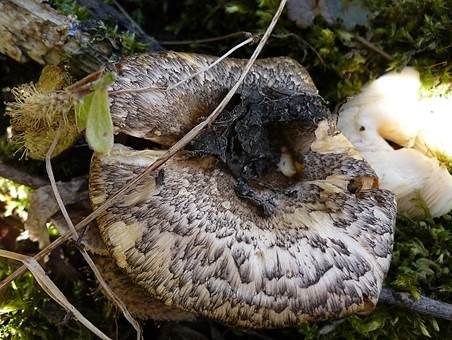 Getigerter Sägeblättling, Foto 4