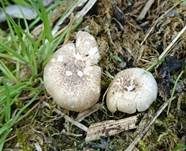Getigerter Sägeblättling, Foto 25