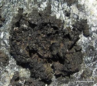 Becher-Nabelflechte, Foto 5