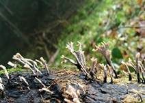 Geweihförmige Holzkeule, Foto 30