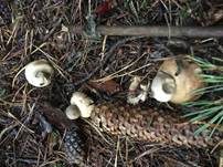 Gewimperter Erdstern, Foto 22