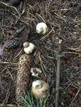 Gewimperter Erdstern, Foto 23