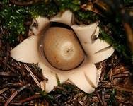Gewimperter Erdstern, Foto 36
