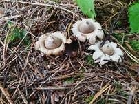 Gewimperter Erdstern, Foto 46