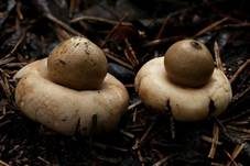 Gewimperter Erdstern, Foto 49