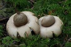 Gewimperter Erdstern, Foto 11