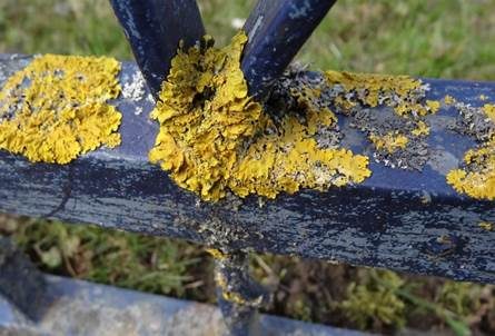 Gewöhnliche Gelbflechte, Foto 3