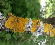 Gewöhnliche Gelbflechte, Foto 14