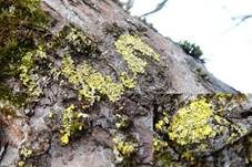 Gewöhnliche Gelbflechte, Foto 10
