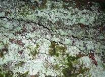 Gewöhnliche Lepraflechte, Foto 9