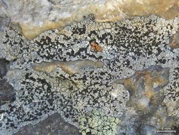 Gewöhnliche Schwarznapfflechte, Foto 2