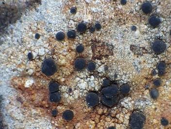 Gewöhnliche Schwarznapfflechte, Foto 3