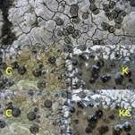 Gewöhnliche Schwarznapfflechte, Foto 11