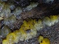 Gewundene Gallertträne, Foto 6