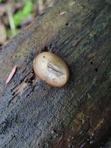 Gewundener Becherling, Foto 6