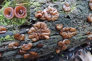 Gewundener Becherling, Foto 1