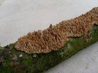 Gezähnter Reibeisenpilz, Foto 16
