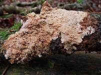 Gezähnter Reibeisenpilz, Foto 17