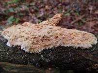 Gezähnter Reibeisenpilz, Foto 19