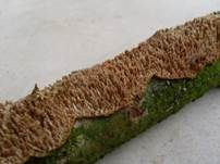 Gezähnter Reibeisenpilz, Foto 7