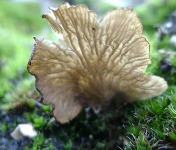 Gezonter Adernmoosling, Foto 4