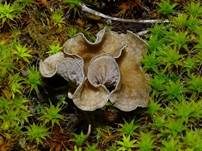Gezonter Adernmoosling, Foto 26