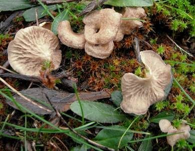 Gezonter Adernmoosling, Foto 5