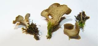 Gezonter Adernmoosling, Foto 9