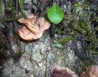 Gezonter Korkstacheling, Foto 16