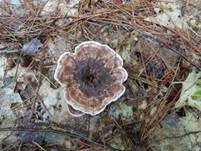 Gezonter Korkstacheling, Foto 5