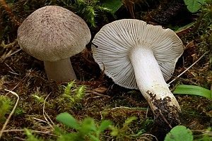 Gilbender Erdritterling, Foto 1