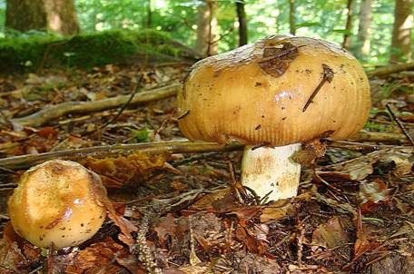 Gilbender Stinktäubling, Foto 2