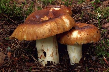 Gilbender Stinktäubling, Foto 5