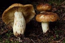 Gilbender Stinktäubling, Foto 6