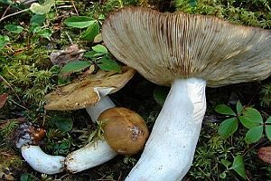 Gilbender Stinktäubling, Foto 1
