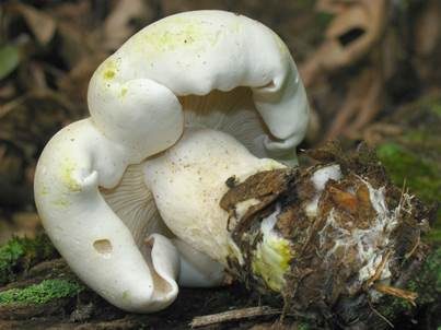 Gilbender Weißritterling, Foto 2