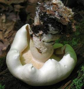Gilbender Weißritterling, Foto 3